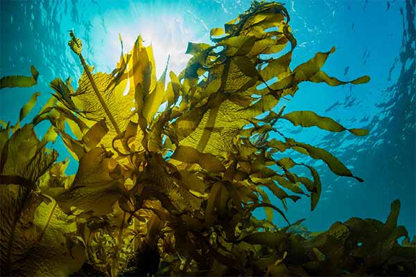 harvesting-seaweed in Australia